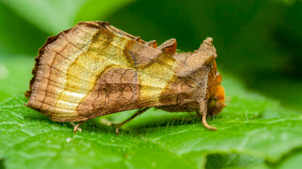 Noctuidae Diachrysia chrysitis