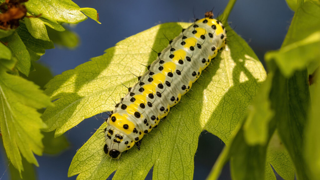 Noctuidae Diloba caeruleocephala