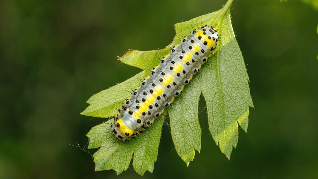 Noctuidae Diloba caeruleocephala