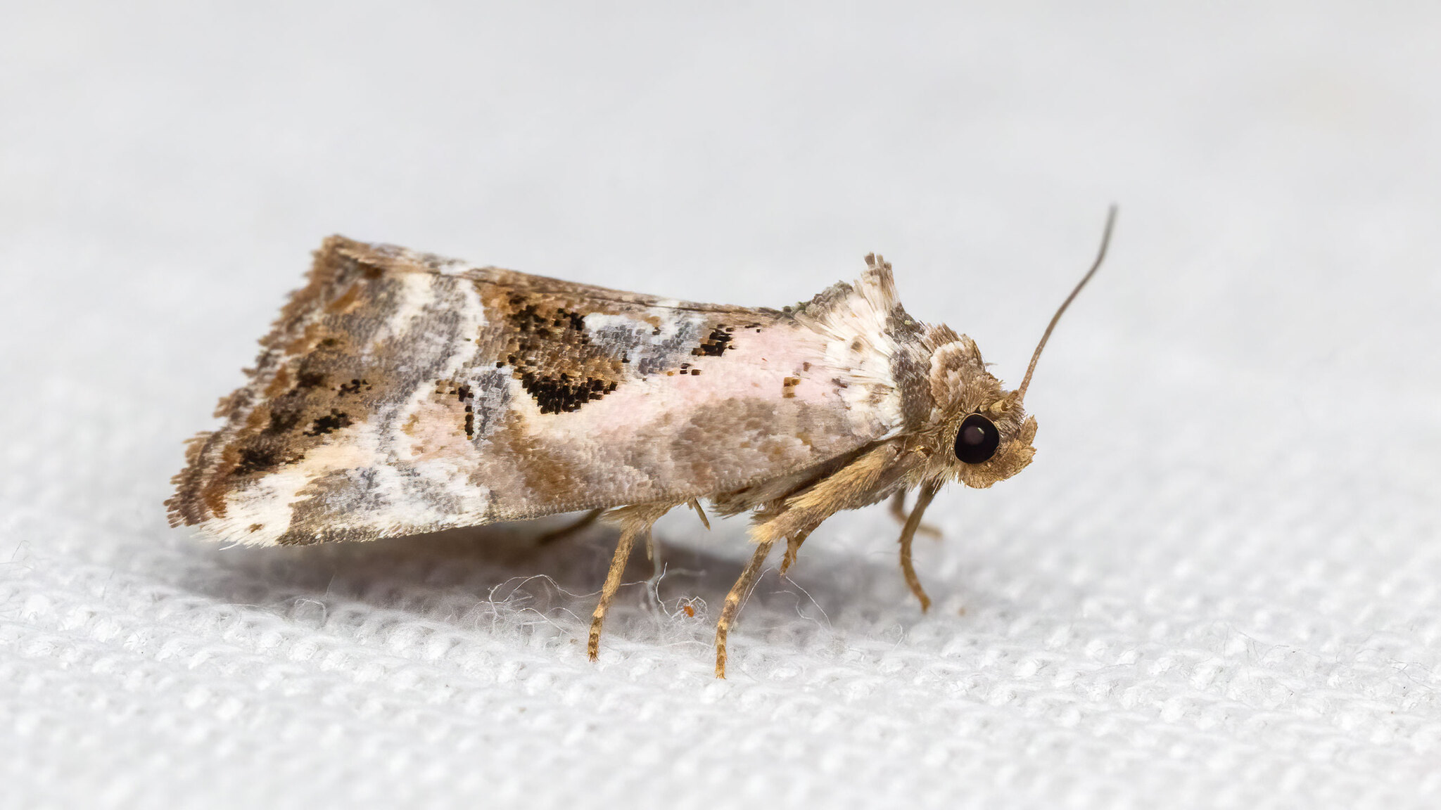 Noctuidae Elaphria venustula