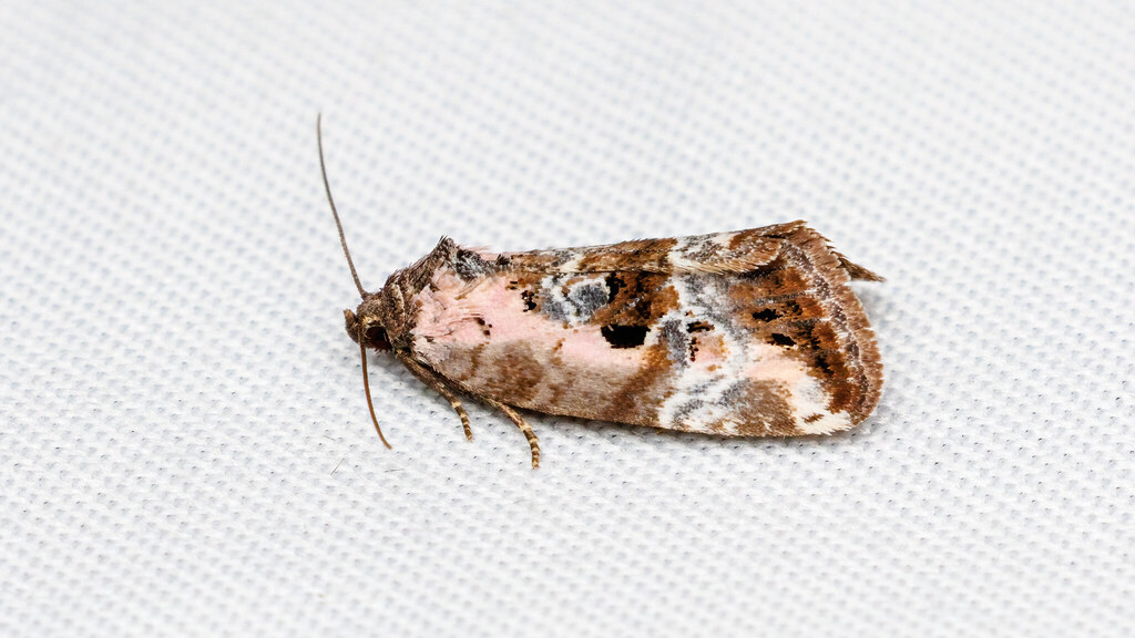 Noctuidae Elaphria venustula