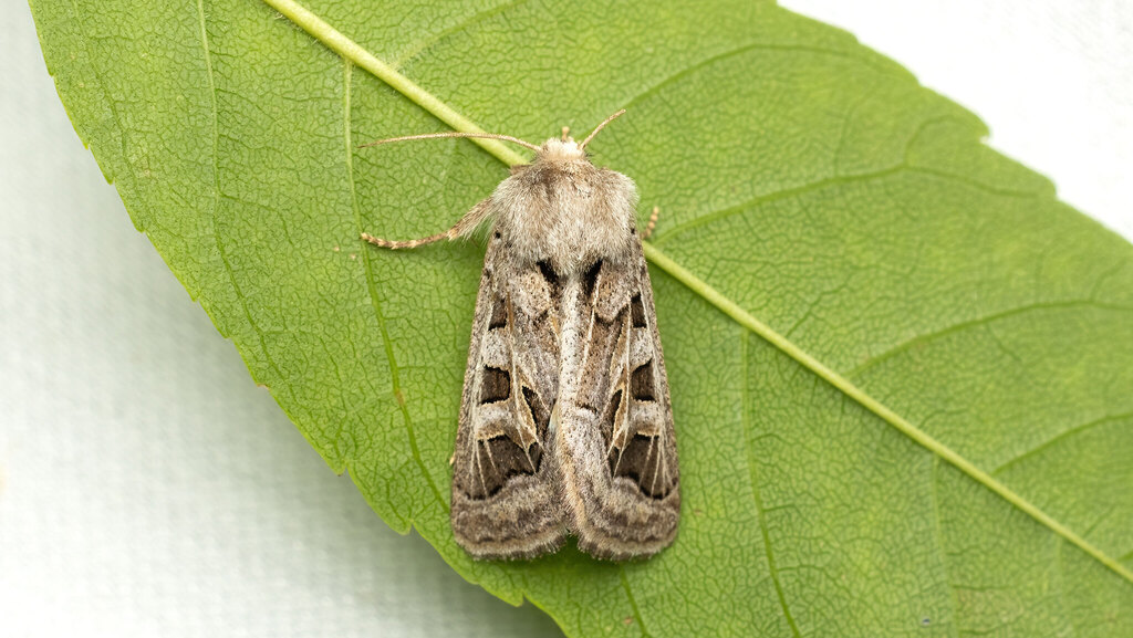 Noctuidae Episema glaucina