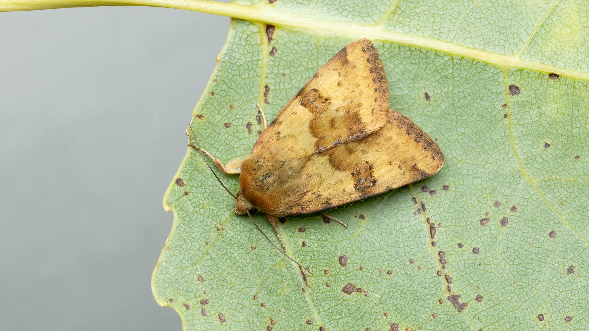 Noctuidae Heliothis viriplaca