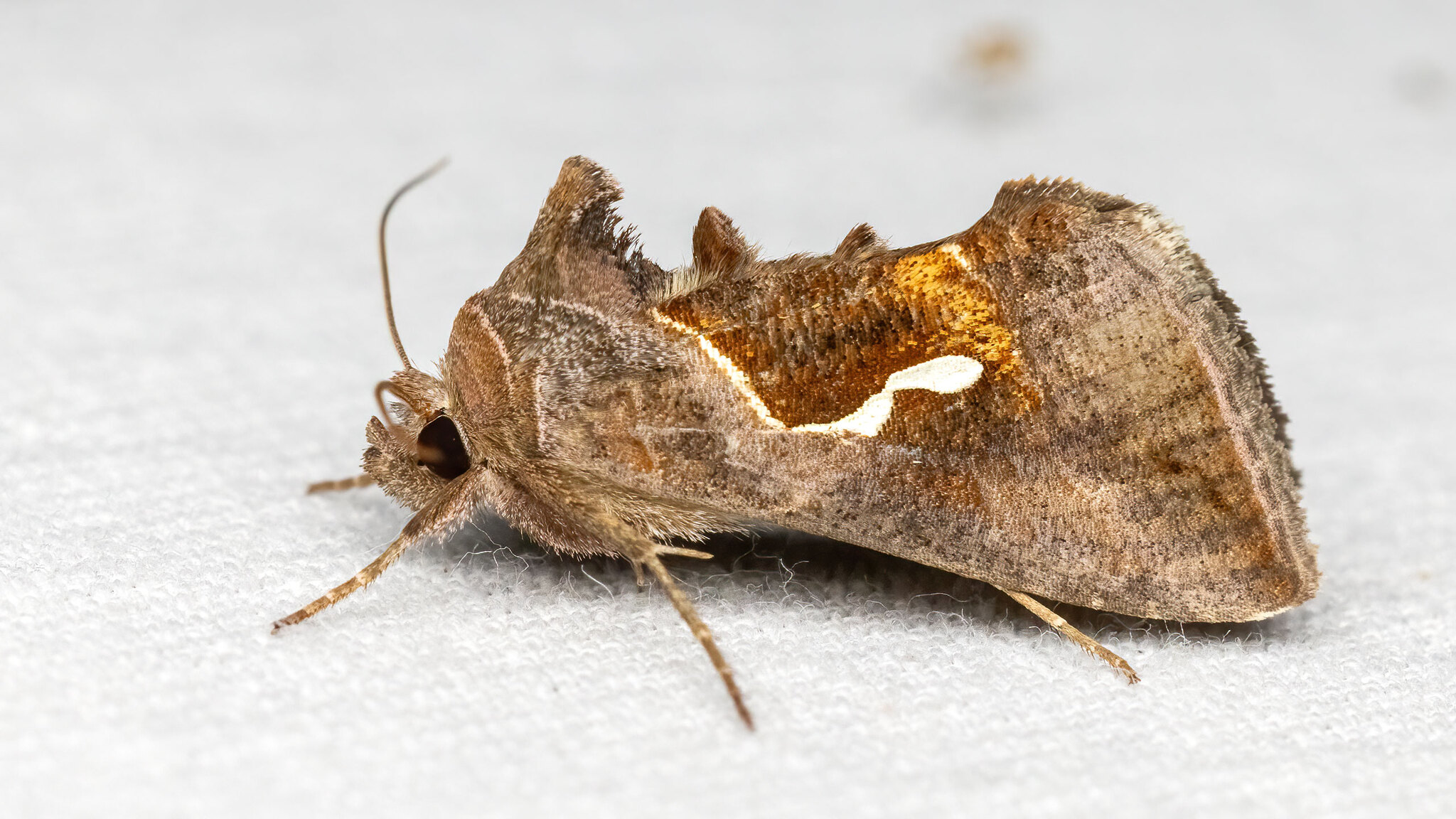 Noctuidae Macdunnoughia confusa