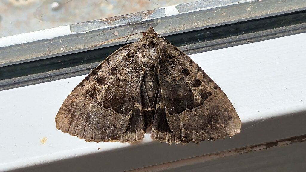 Noctuidae Mormo maura