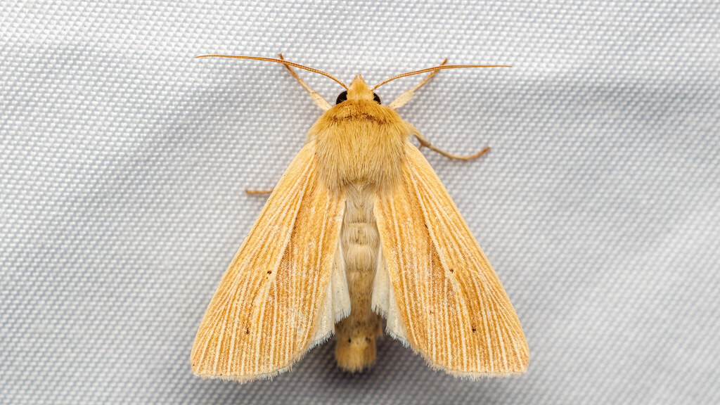 Noctuidae Mythimna
