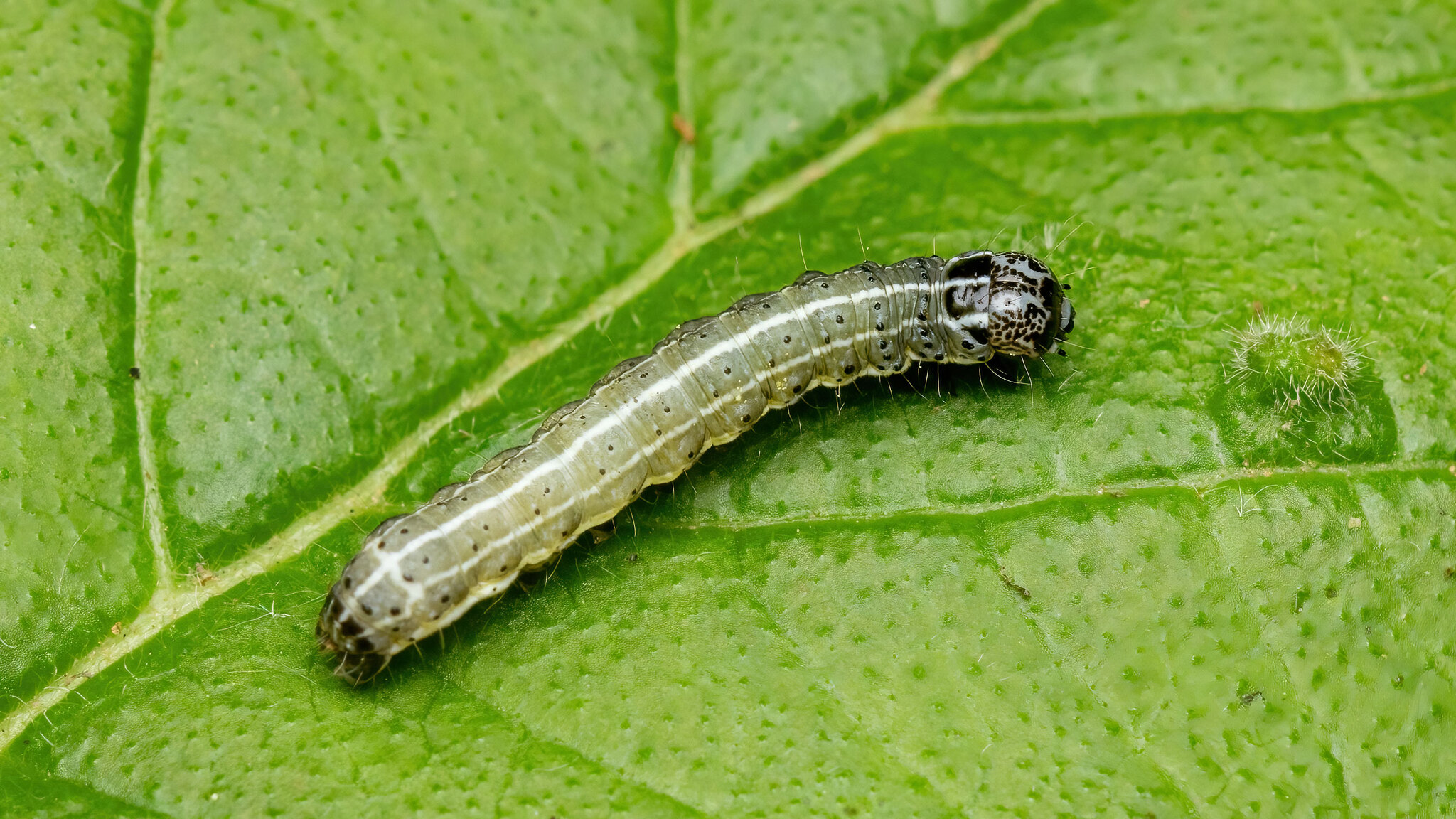 Noctuidae Orthosia cruda