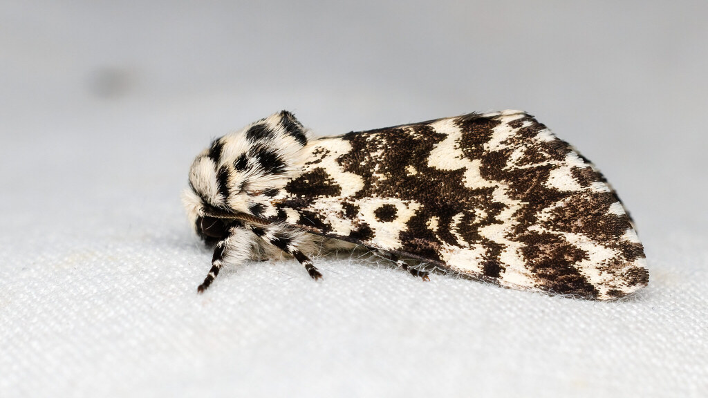 Noctuidae Panthea coenobita