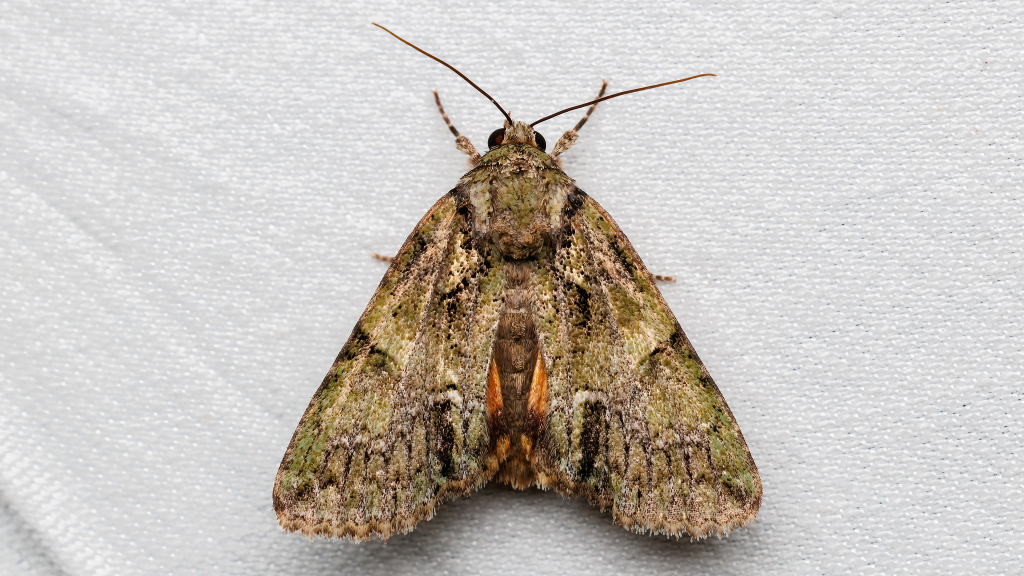 Polyphaenis sericata