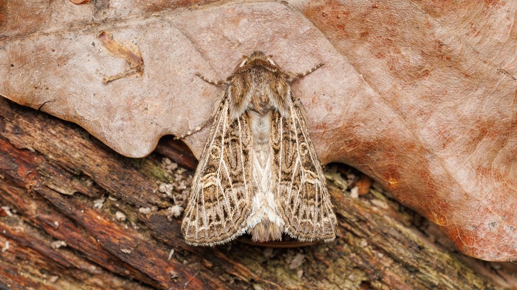 Tholera decimalis