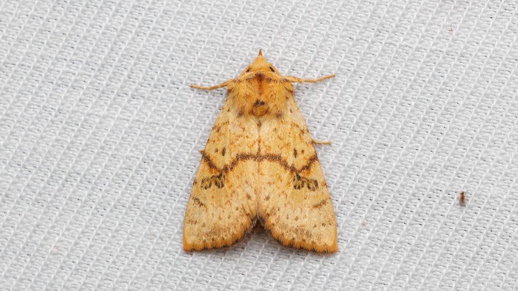 Tiliacea sulphurago