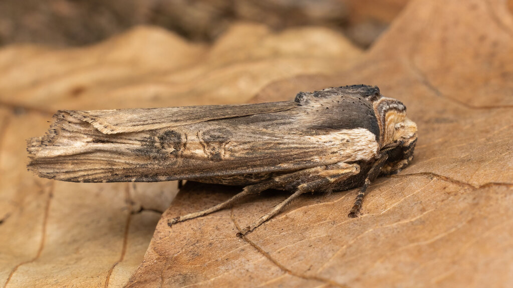 Noctuidae Xylena exsoleta