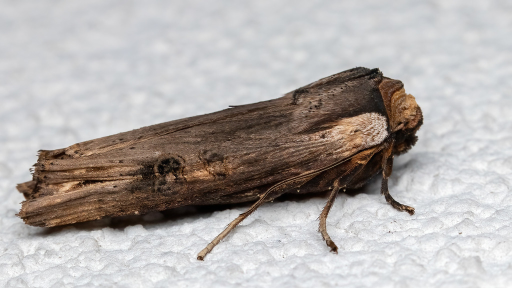 Noctuidae Xylena exsoleta