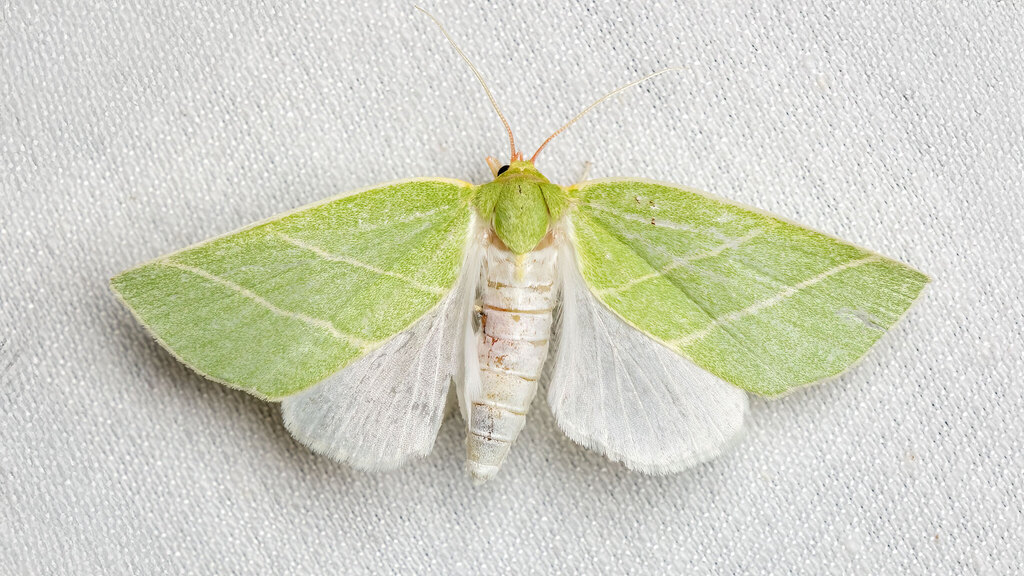 Nolidae Bena bicolorana