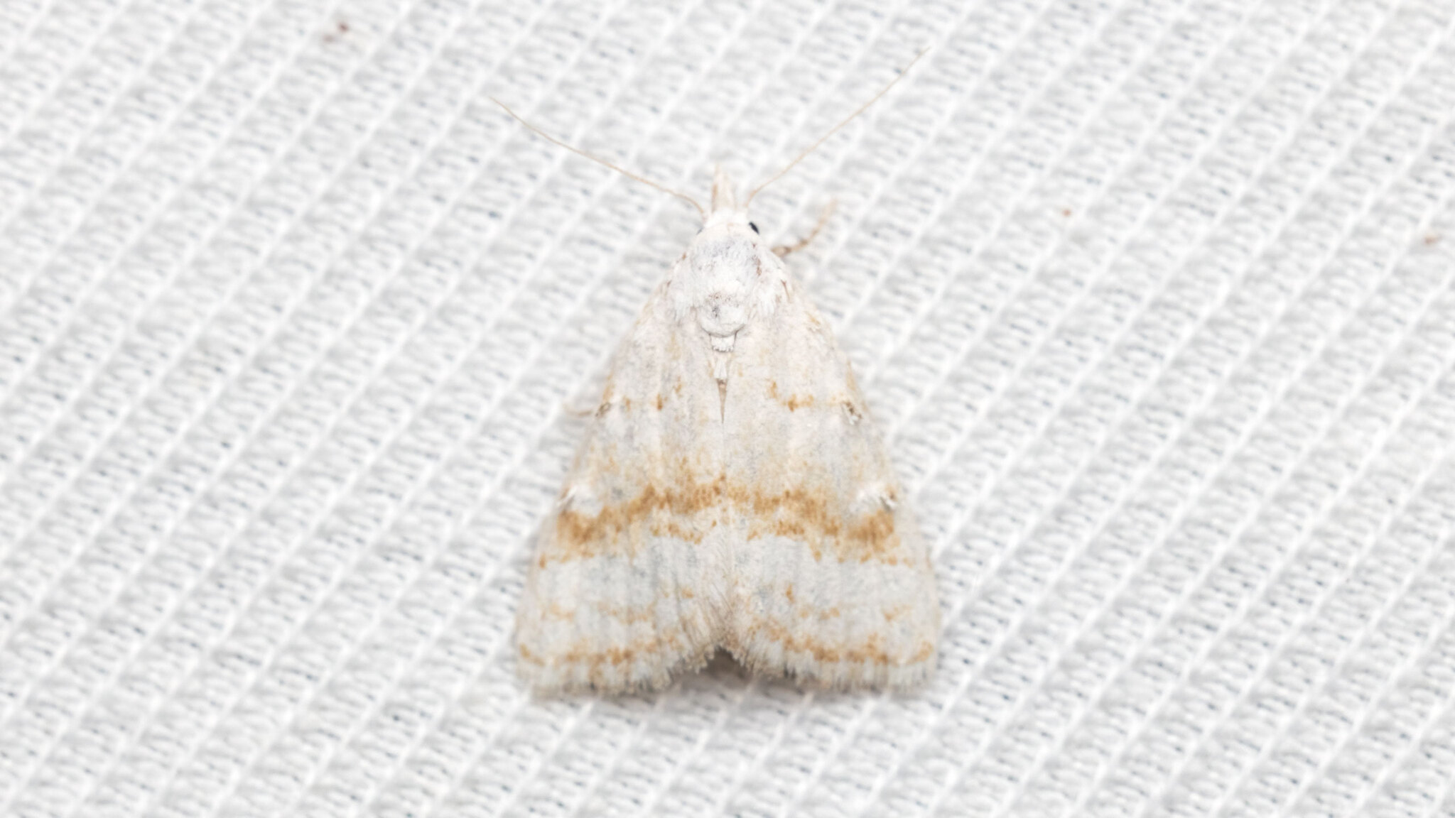 Nolidae Nola aerugula