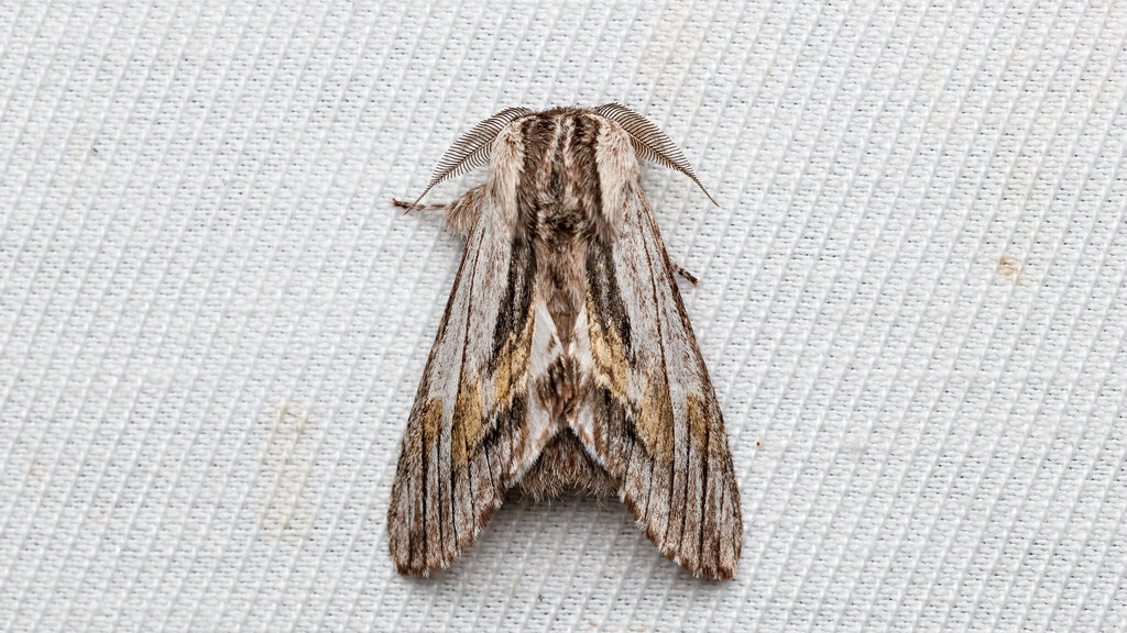 Notodontidae Harpyia milhauseri