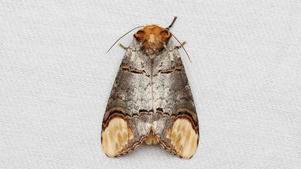Notodontidae Phalera bucephala