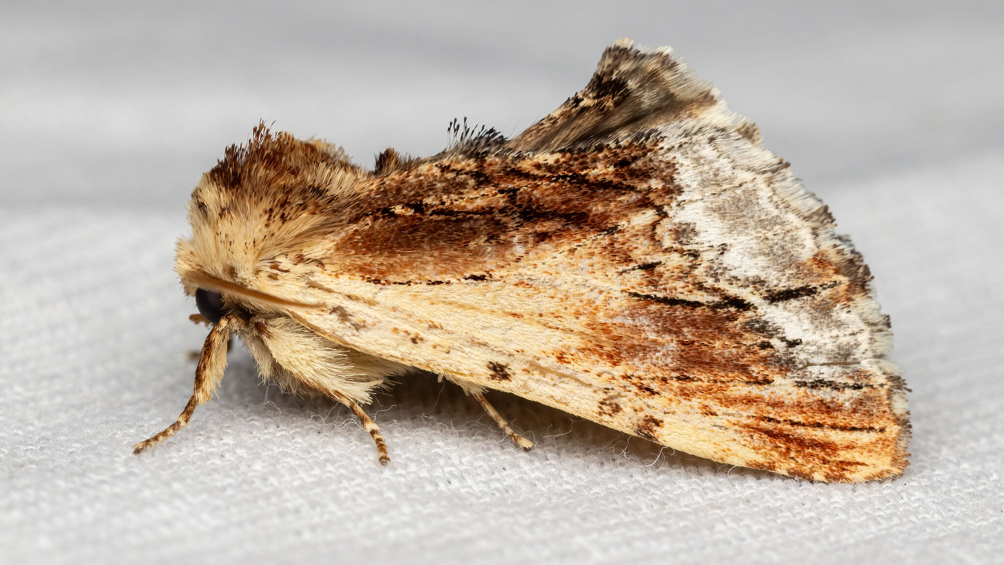 Notodontidae Ptilodon cucullina