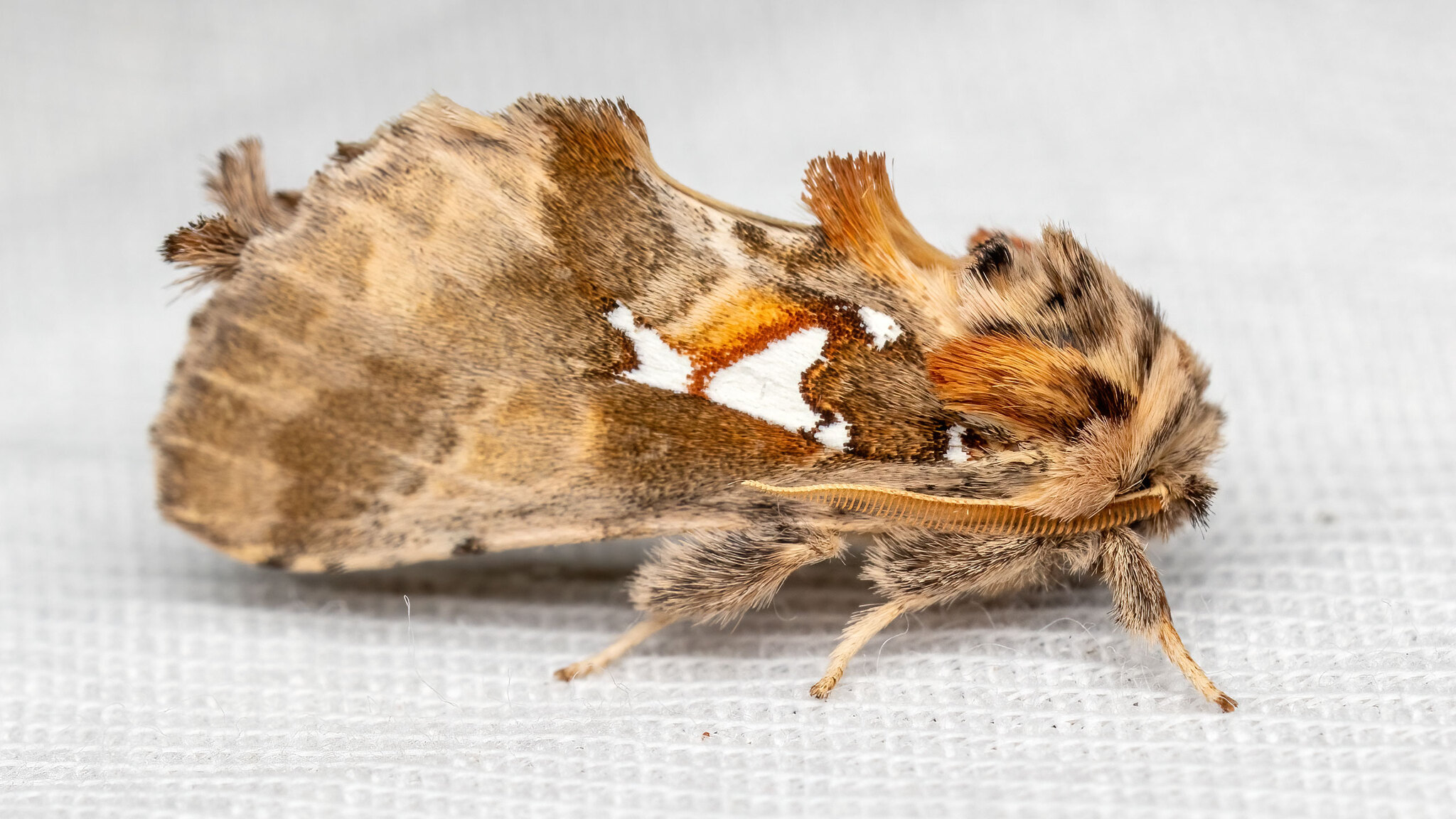 Notodontidae Spatalia argentina