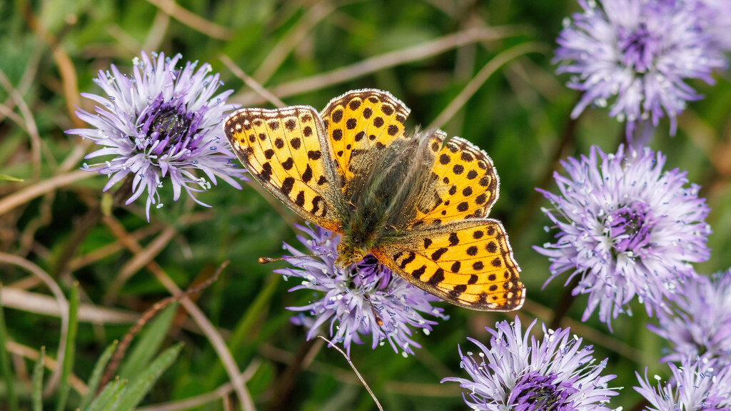 Nymphalidae Issoria lathonia