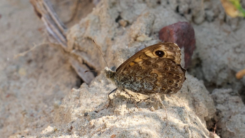 Nymphalidae Lasiommata megera