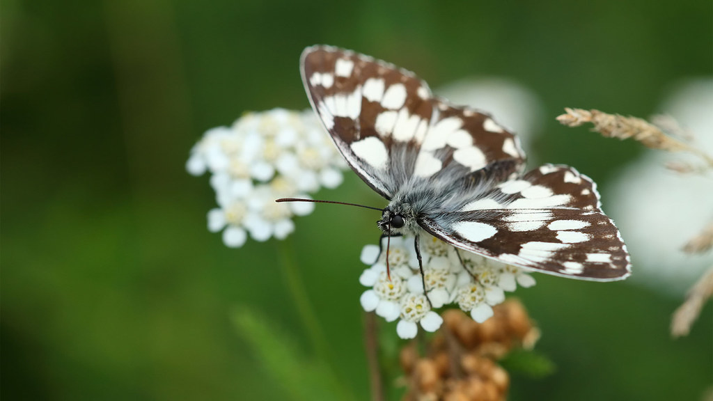 Nymphalidae Melanargia galathea