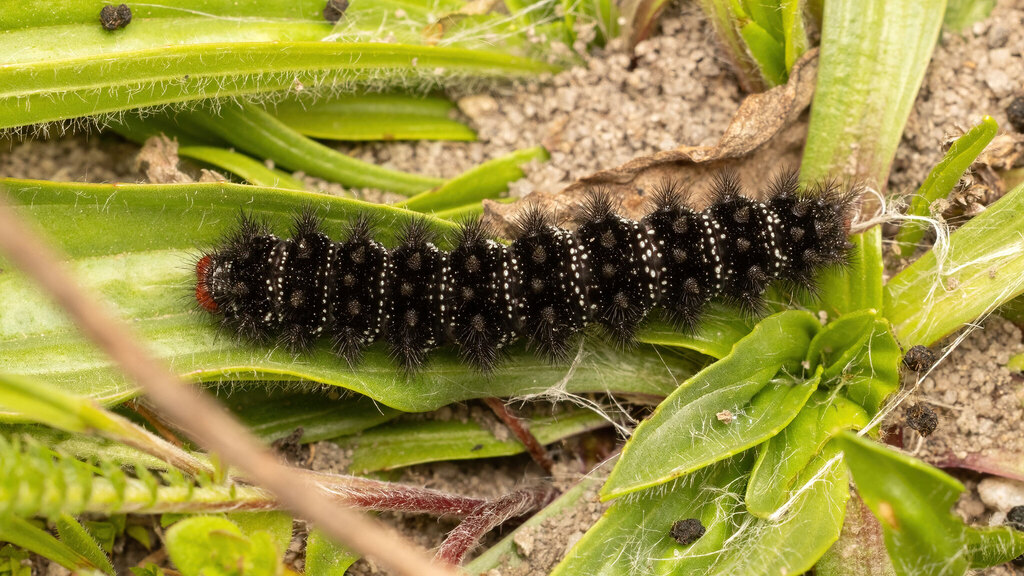 Nymphalidae Melitaea cinxia