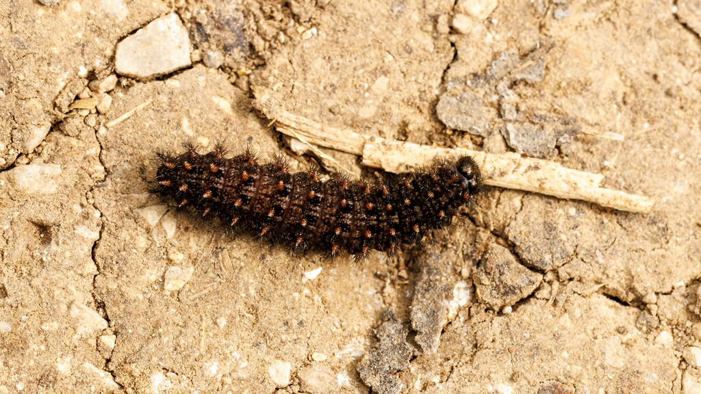 Nymphalidae Melitaea phoebe