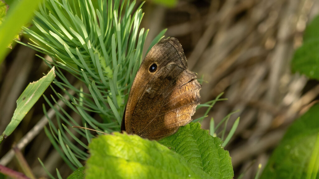Nymphalidae Minois dryas