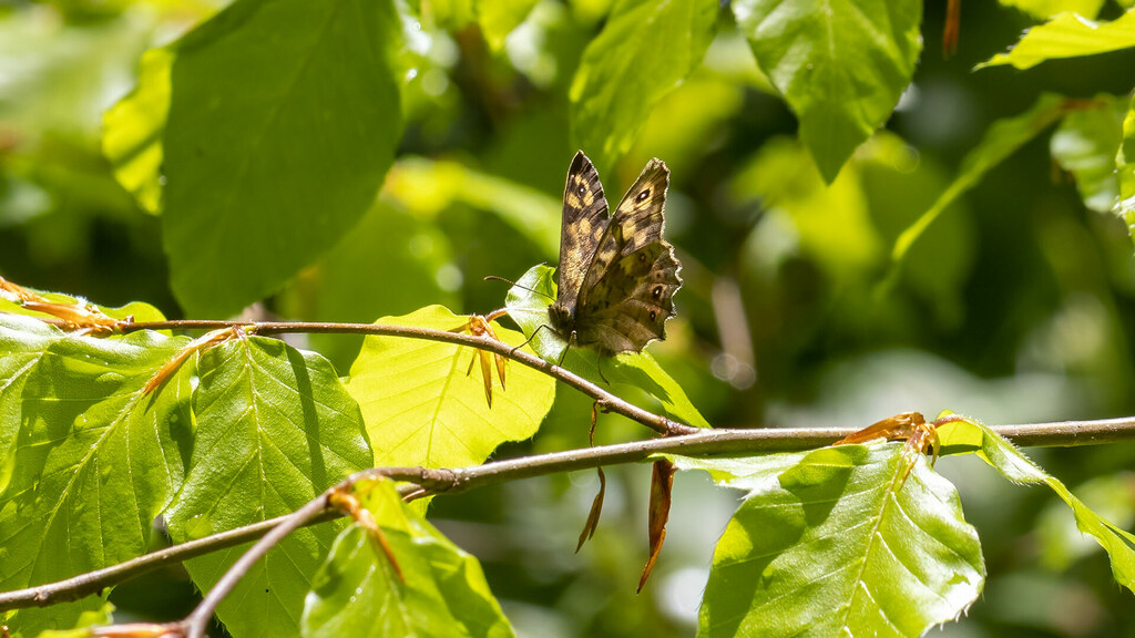 Nymphalidae Pararge aegeria