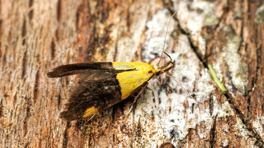 Oecophora bractella