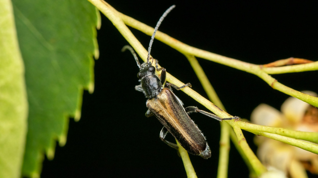 Oedemeridae Anogcodes ustulatus