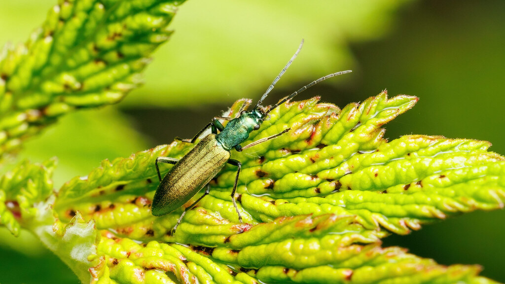 Oedemeridae Chrysanthia viridissima