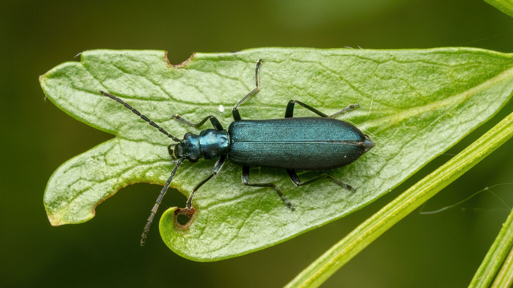 Oedemeridae Ischnomera