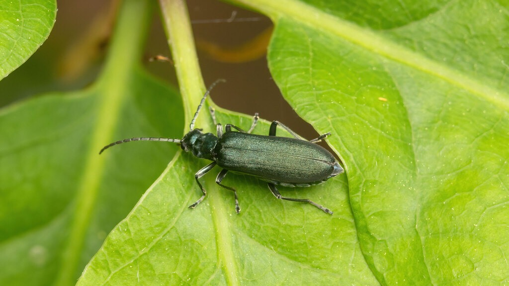 Oedemeridae Ischnomera