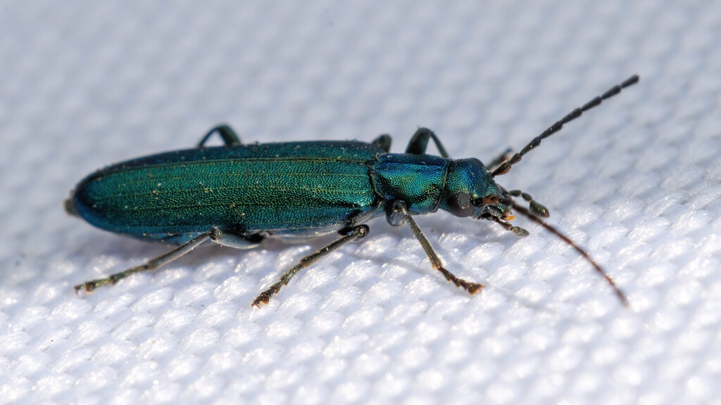 Oedemeridae Ischnomera