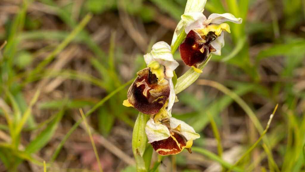 Orchidaceae Ophrys fuciflora