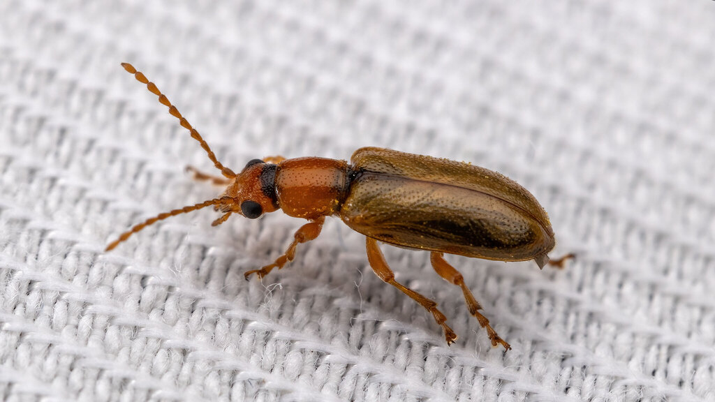 Orsodacnidae Orsodacne cerasi