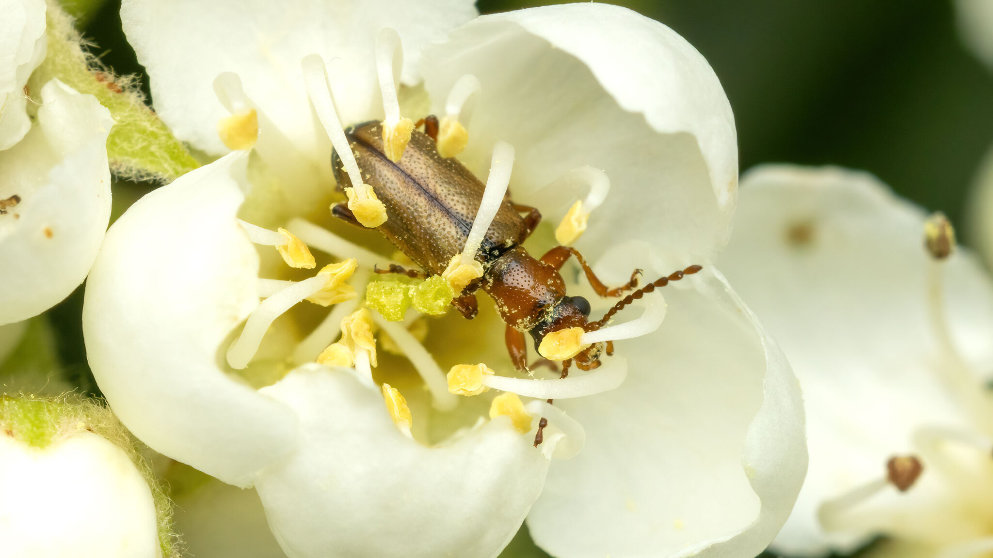 Orsodacnidae Orsodacne cerasi