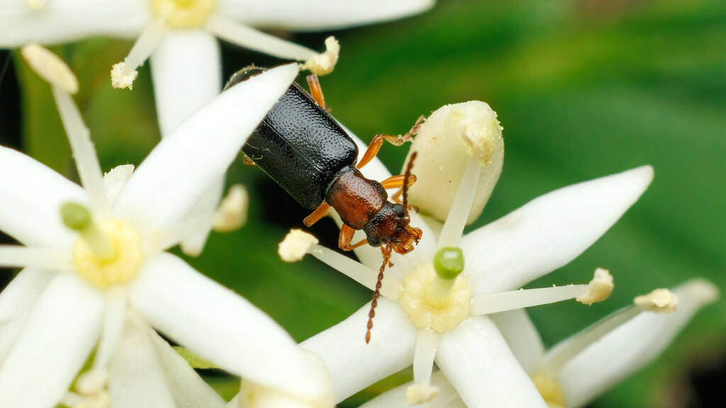 Orsodacnidae Orsodacne cerasi