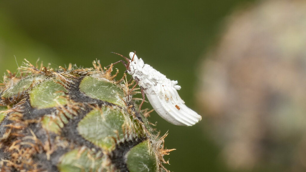 Ortheziidae Orthezia