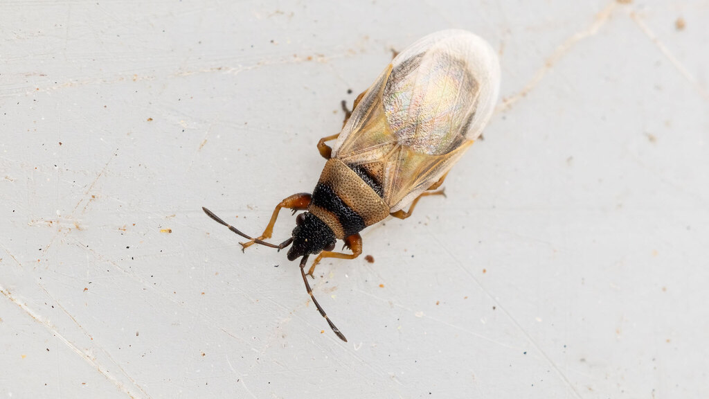 Oxycarenidae Oxycarenus pallens