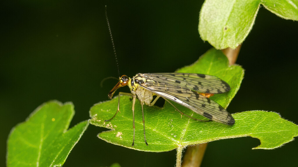 Panorpidae Panorpa