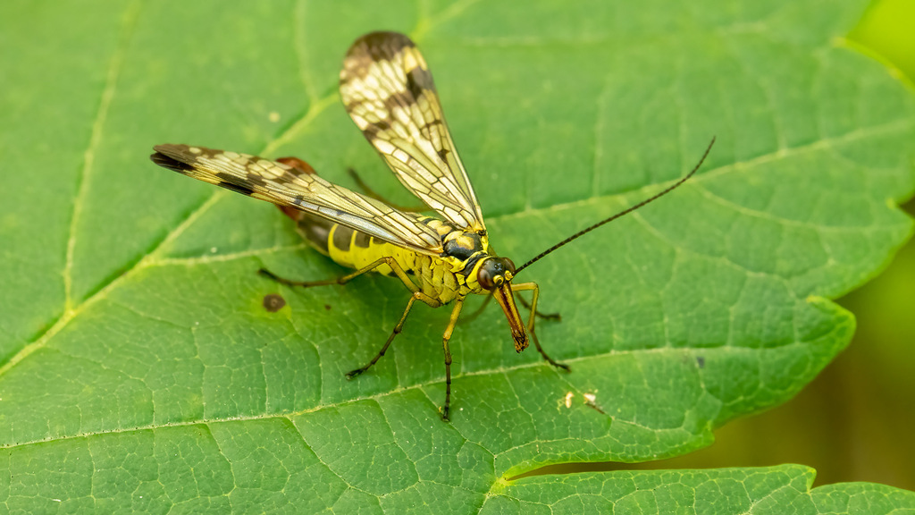 Panorpidae Panorpa communis