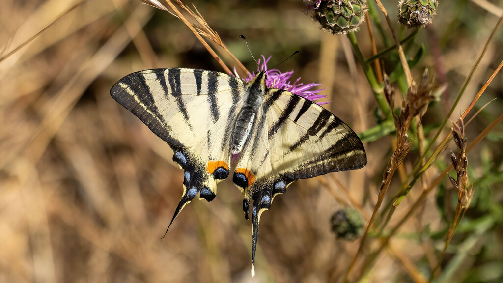 Papilionidae Iphiclides podalirius