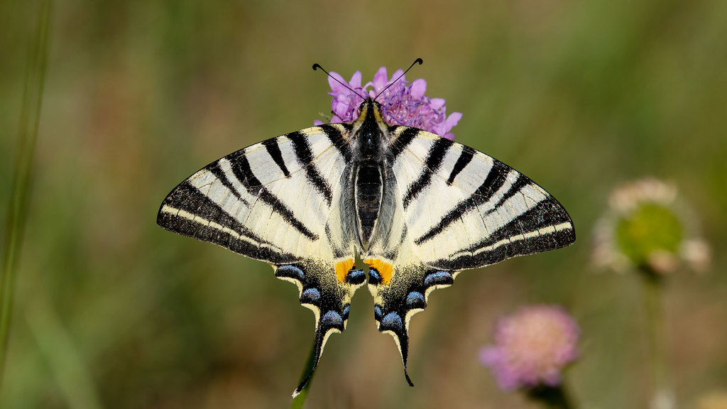 Papilionidae Iphiclides podalirius