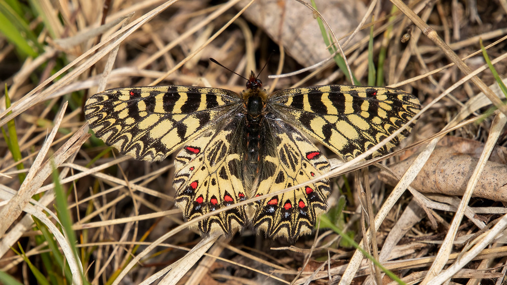 Papilionidae Zerynthia polyxena