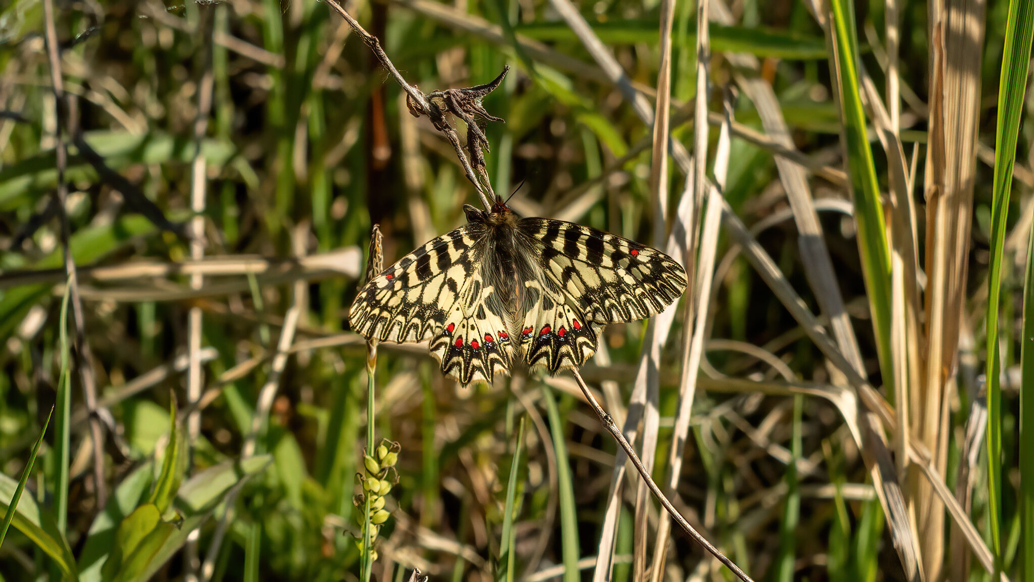 Papilionidae Zerynthia polyxena