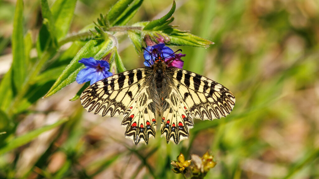 Papilionidae Zerynthia polyxena