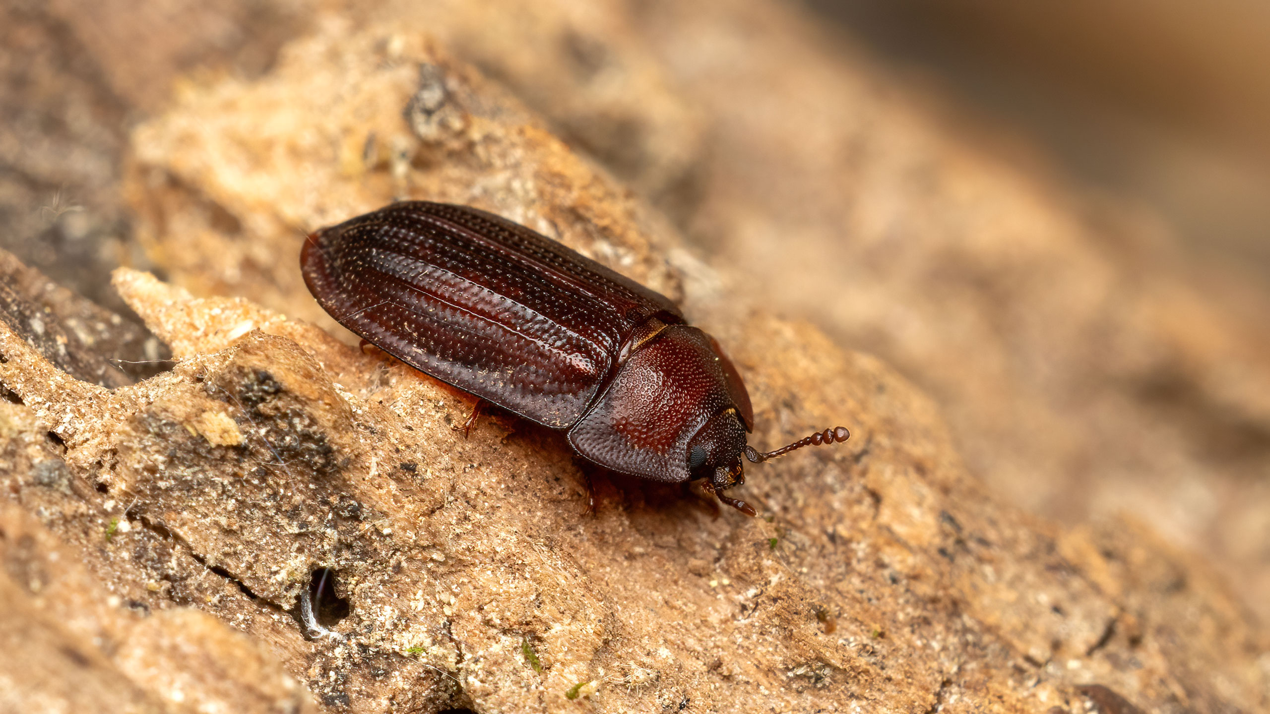 Peltidae Peltis ferruginea